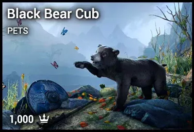 Black Bear Cub