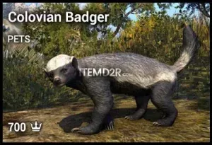 Colovian Badger