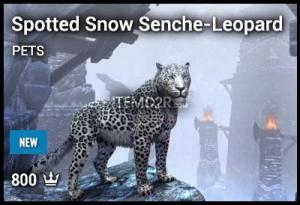 Spotted Snow Senche-Leopard