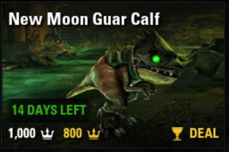 New Moon Guar Calf