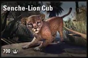 Senche-Lion Cub